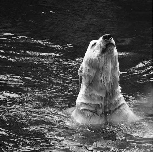 Tranced Polar Bear