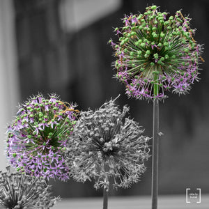 Alliums