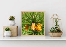 Load image into Gallery viewer, Weeping Tulips