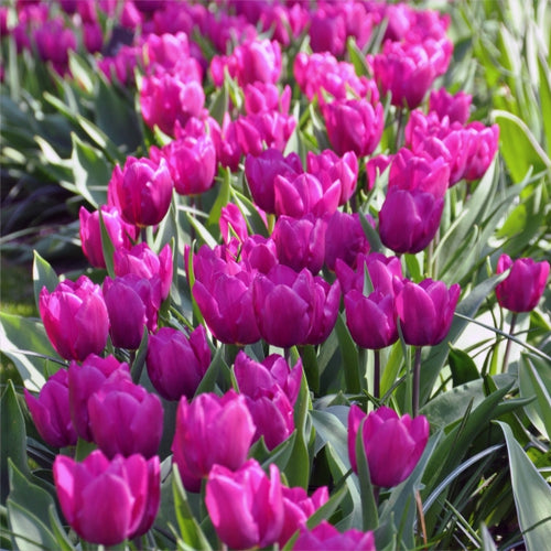 Double Late Tulips