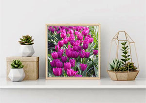 Double Late Tulips