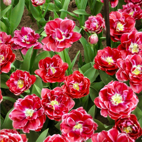 Flowers of Dream Touch