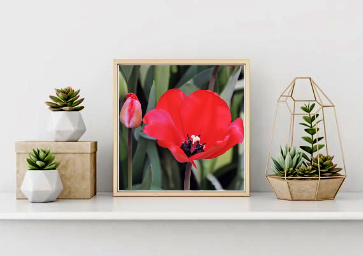 Kaufmanniana Tulip