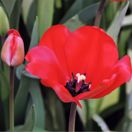 Kaufmanniana Tulip