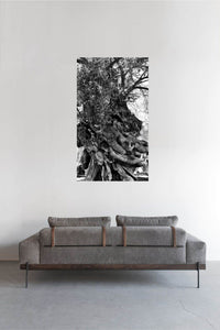 Mystic Tree