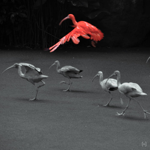 One Flew Over the Flock