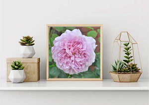 Paeonia