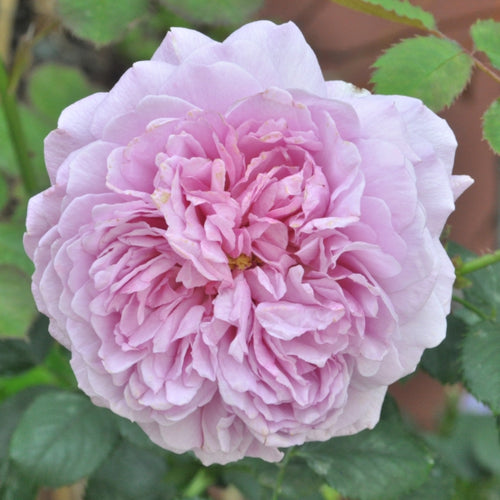 Paeonia