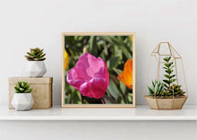 Load image into Gallery viewer, Parrot Tulip