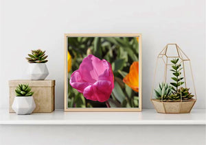 Parrot Tulip