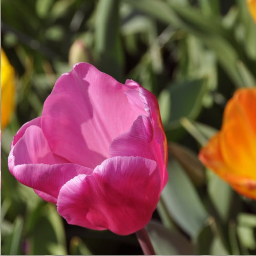 Parrot Tulip