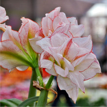 Load image into Gallery viewer, Rembrandt Tulip