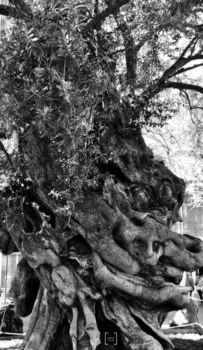 Mystic Tree