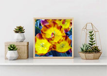Load image into Gallery viewer, Tulip Antoinette