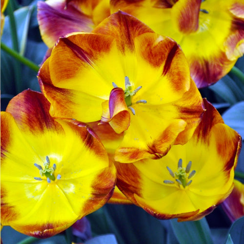 Tulip Antoinette