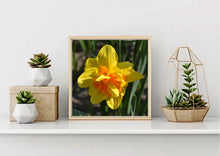 Load image into Gallery viewer, Viridiflora Tulip
