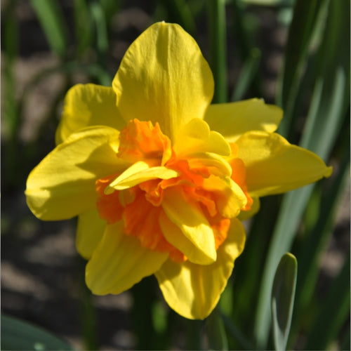 Viridiflora Tulip
