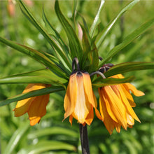 Load image into Gallery viewer, Weeping Tulips