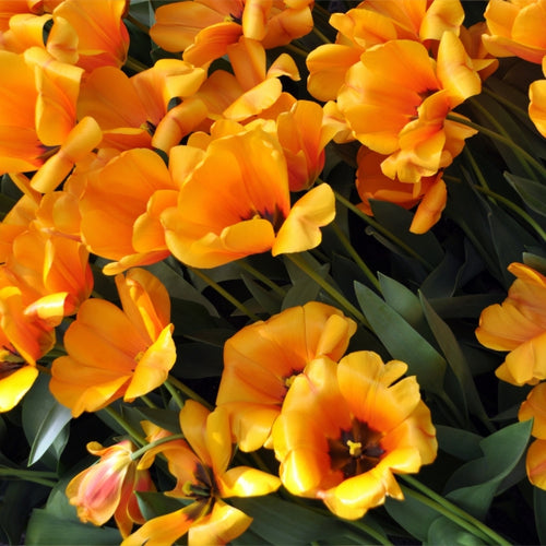 Yellow Blossoms