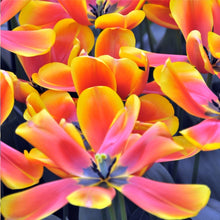 Load image into Gallery viewer, Yellow Princess